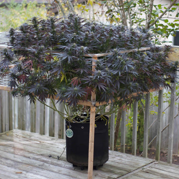 Outdoor cannabis plant trained with a trellis in a BudTrainer fabric grow pot on a wooden deck.