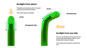 Diagram of phototropism showing how plant cells elongate in response to light stimulus.