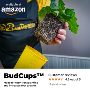 Transplanting a healthy plant with strong roots from a BudTrainer® BudCups™, showing easy removal and ideal root development, available on Amazon.