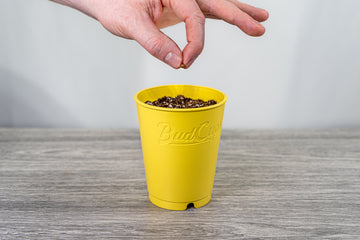 A person's hand dropping a seed into a yellow pot labeled 'BudCups' filled with dark soil, set against a grey background.