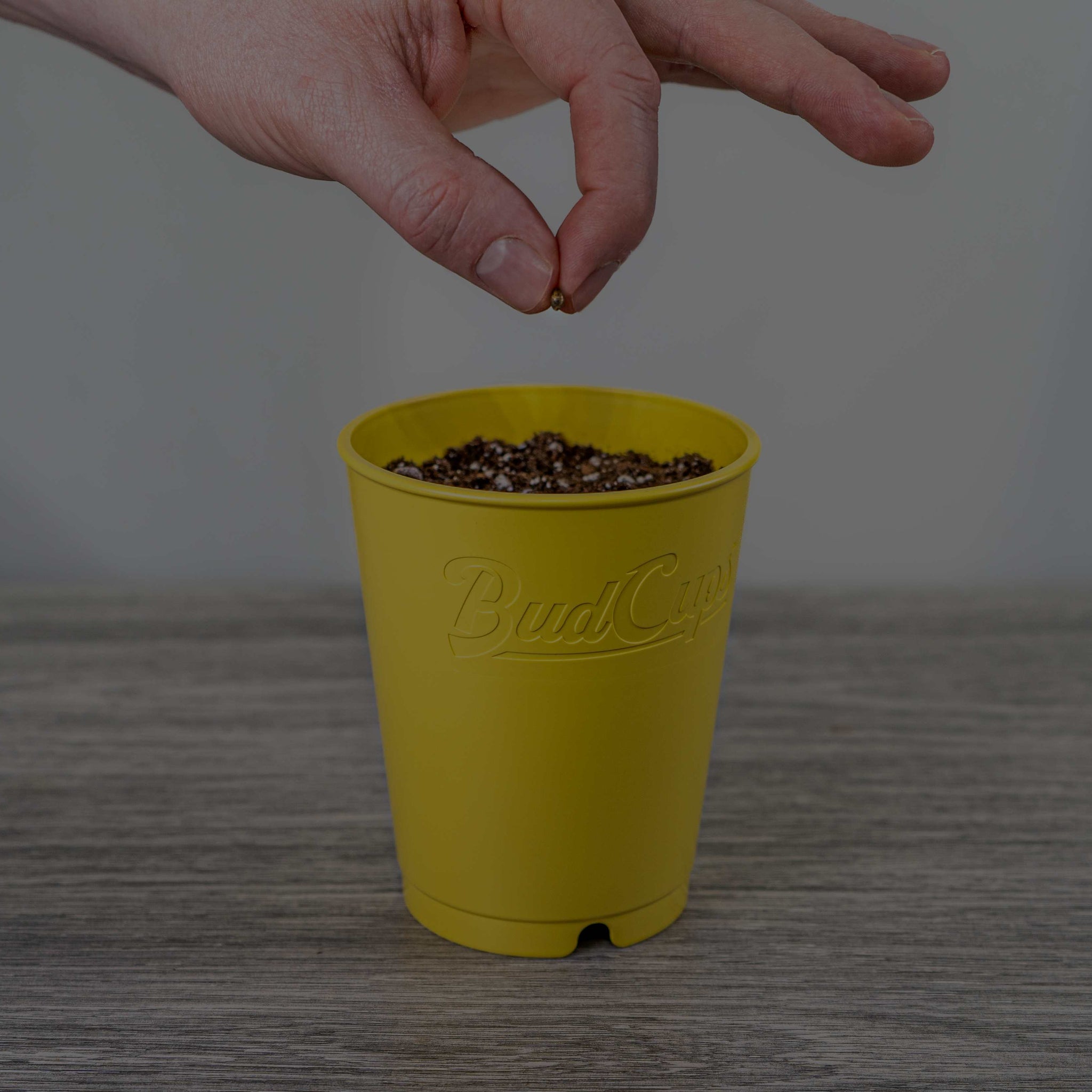 A person's hand dropping a seed into a yellow pot labeled 'BudCups' filled with dark soil, set against a grey background.