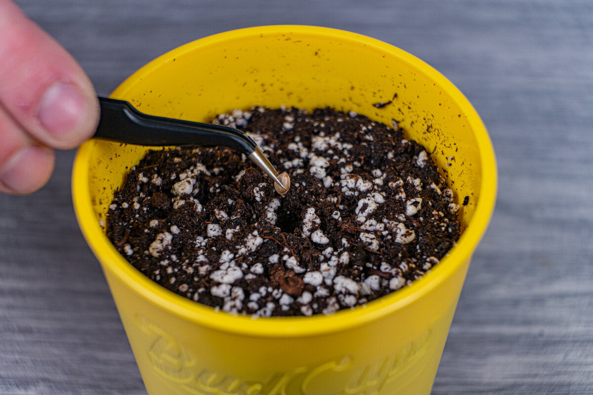 Close-up of a hand using a small black trowel to adjust the soil in a yellow BudCup filled with potting mix, against a grey wood-textured background