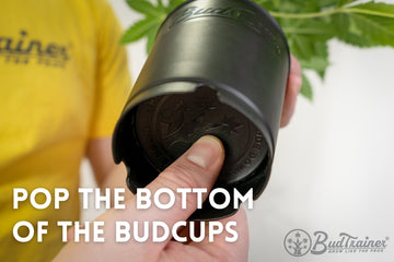 Person pushing up the bottom of a BudCups transplant container to release a cannabis seedling for transplanting.