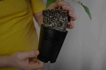 Cannabis seedlings being taken out of the black BudCups by someone wearing a yellow shirt and pulling the seedling out from the top while pushing the bottom plate up