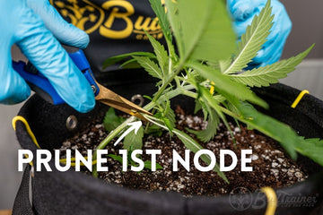 Pruning the first node on a cannabis plant using BudTrainerĀ® LST techniques for stronger growth and better yields.