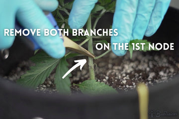 Pruning cannabis plant by removing branches from the first node to encourage healthy growth.
