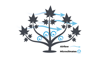 Diagram showing airflow and microclimates within a pruned cannabis plant to promote healthy growth.