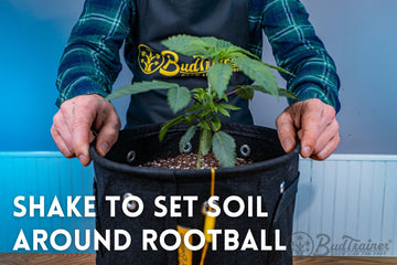 Shaking fabric grow pot to settle soil around transplanted cannabis seedling.