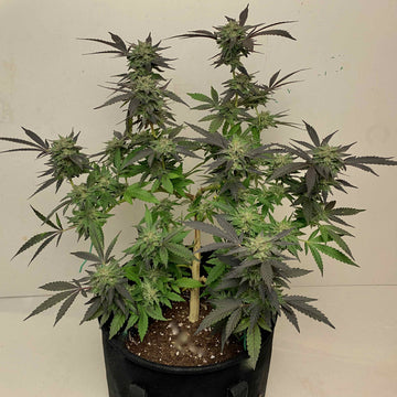 Small indoor cannabis plant with dense buds in a black fabric BudPot after flowering stage.