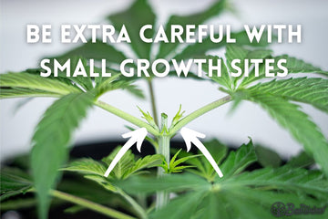 Close-up of small growth sites on cannabis plant after topping, with caution reminder.