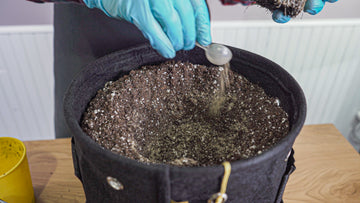 Image showing a person's hand in a blue glove using a silver spoon to sprinkle a fine, sandy substance, possibly nutrients or soil amendments, into a large black BudPots fabric container filled with soil. The action focuses on soil enrichment, with a glimpse of another cannabis plant and yellow BudCups container in the background.
