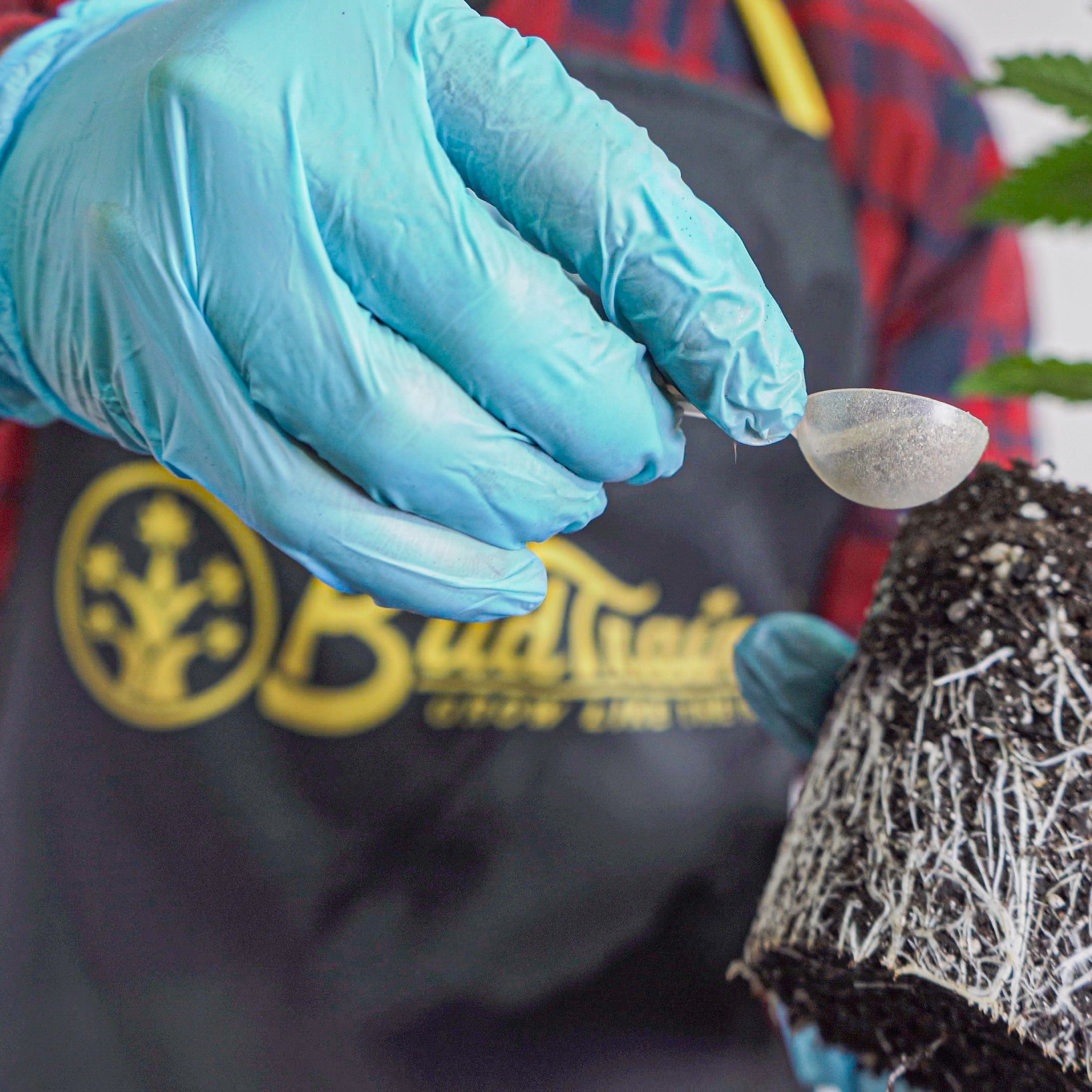 Close-up image showing a person in blue gloves holding a transparent spoon with a nutrient supplement over a young cannabis plant's root system, which has been removed from a BudCups container. The person is wearing a BudPots apron with a gold logo, visible in the background along with a healthy cannabis plant.