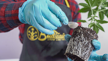 Close-up image showing a person in blue gloves holding a transparent spoon with a nutrient supplement over a young cannabis plant's root system, which has been removed from a BudCups container. The person is wearing a BudPots apron with a gold logo, visible in the background along with a healthy cannabis plant.