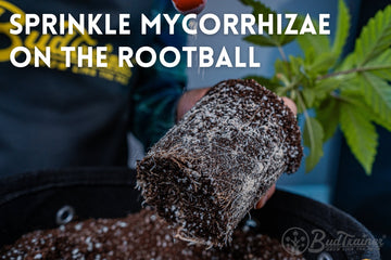 Applying mycorrhizae to cannabis seedling rootball before transplanting for enhanced root growth.