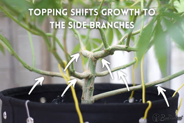 Close-up of cannabis stalk showing how topping redirects growth to side branches in a fabric BudPot®.