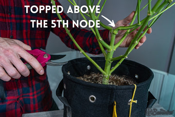 Stalk structure of a cannabis plant topped above the 5th node in BudPots fabric container.