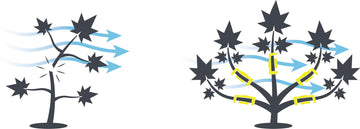 Comparison of cannabis plant branches without support versus with branch support clips to improve airflow and prevent breakage.
