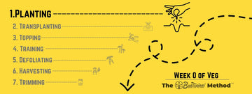 Cannabis growing timeline infographic showing steps of the BudTrainer Method including planting, transplanting, topping, training, defoliating, harvesting, and trimming.