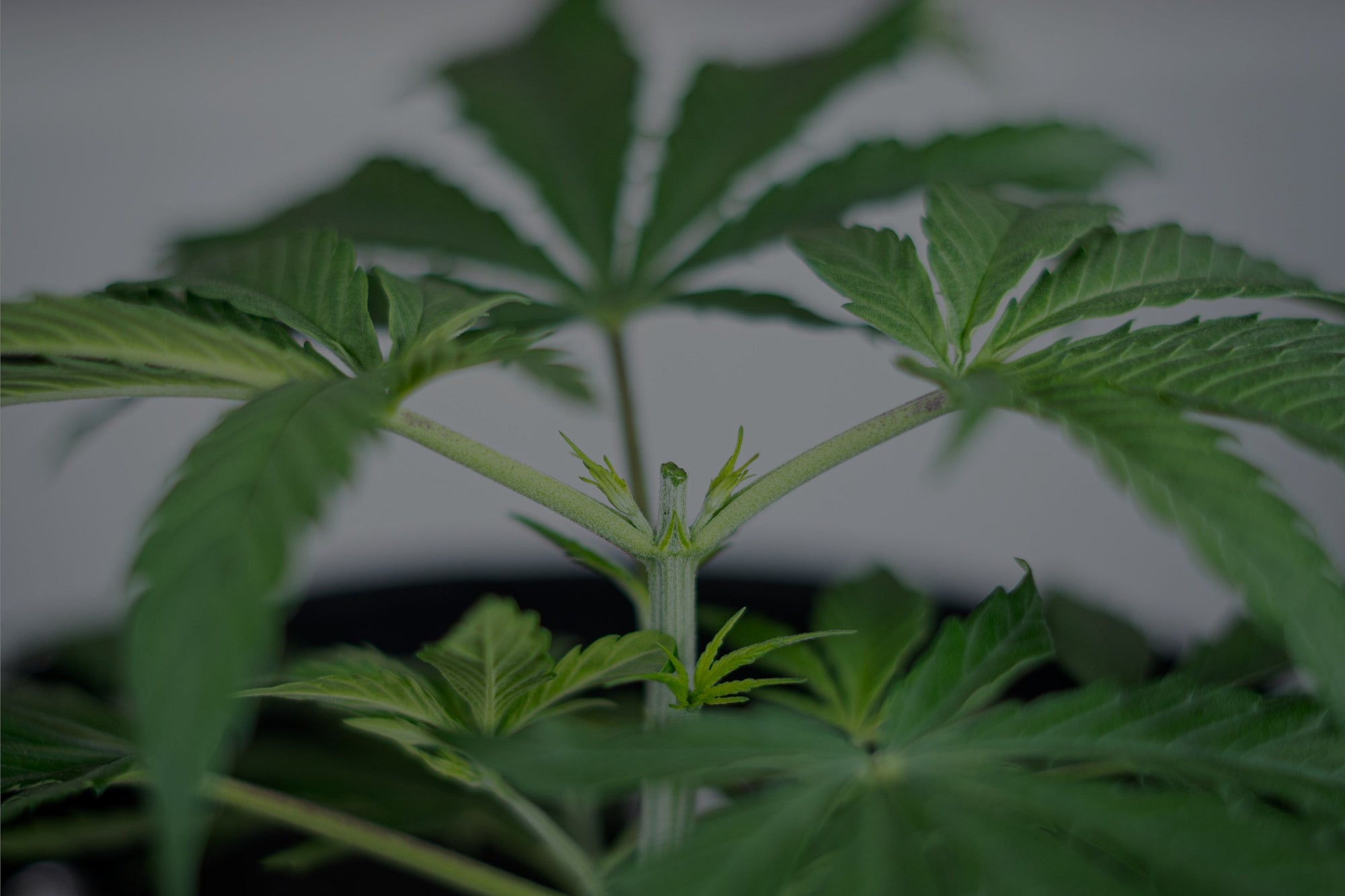 Close-up of a topped cannabis plant growing healthy new shoots in a BudPots fabric pot.