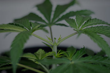 Close up shot of a recently topped cannabis plant showing the top two nodes, with very small growth sites and large and healthy cannabis leaves
