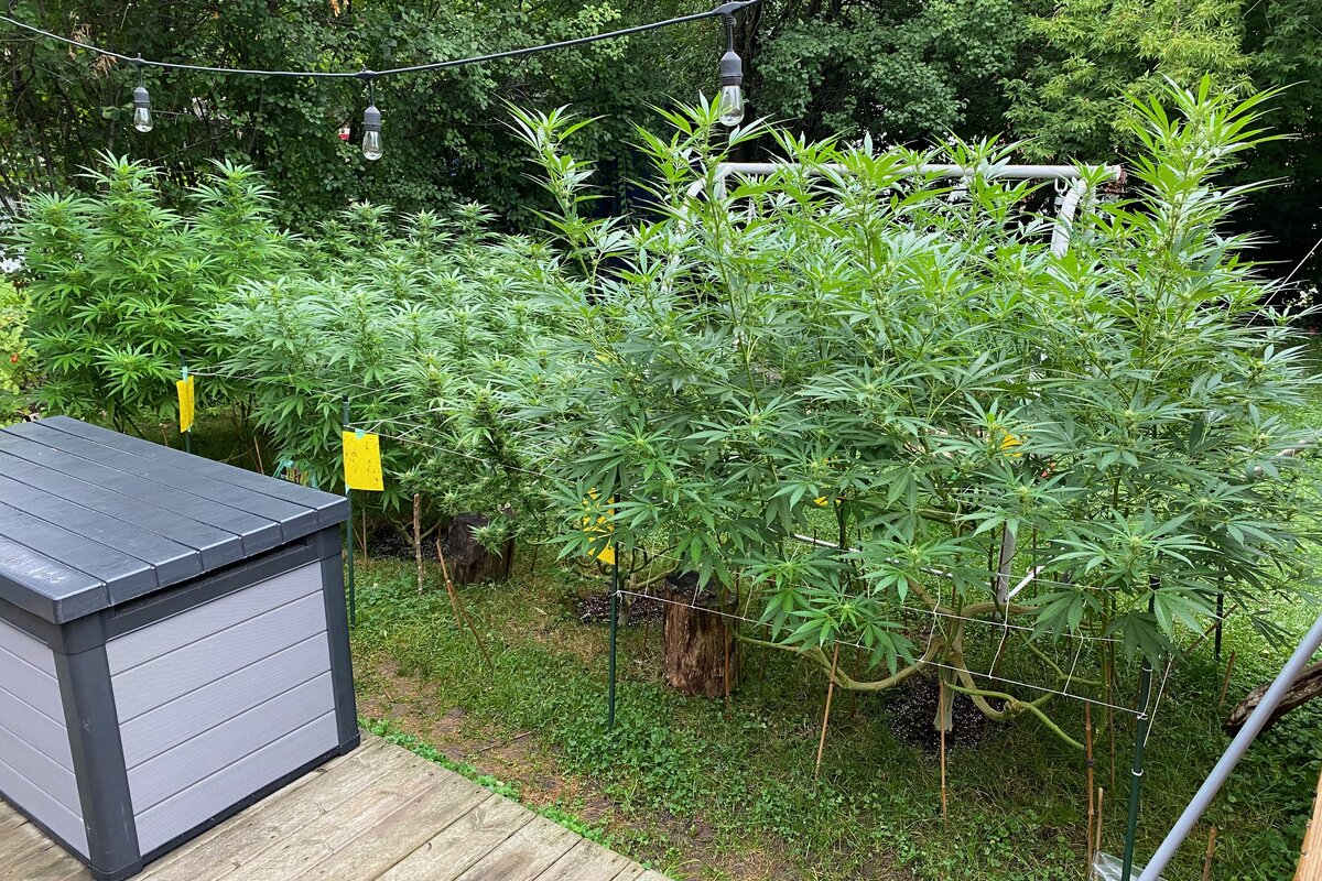 Image of a lush outdoor cannabis garden located on a wooden deck, featuring several large, healthy cannabis plants. Each plant is supported by a yellow trellis, with a gray storage box in the foreground and string lights above, creating a cozy backyard atmosphere.