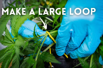 Creating a large loop with BudTrainerĀ® BudHuggersĀ® to gently secure a cannabis branch for low stress training and healthy structural growth.