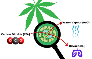 Diagram illustrating transpiration in a cannabis leaf, showing CO₂ intake and H₂O and O₂ release through the stomata.