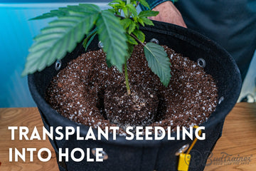 Transplanting cannabis seedling into prepared hole in fabric grow pot with soil.