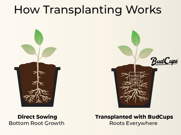 Illustration comparing direct sowing root growth versus transplanting with BudCups showing healthier root distribution for cannabis plants.