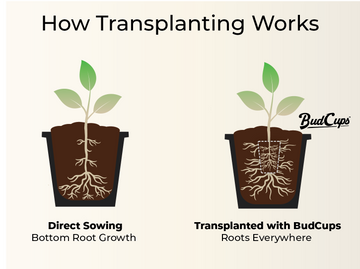 An infographic titled 'How Transplanting Works' showing two illustrations of plant pots. On the left, a plant with roots growing mainly at the bottom labeled 'Direct Sowing Bottom Root Growth.' On the right, a plant with roots spread throughout the pot labeled 'Transplanted with BudCups Roots Everywhere.' Both pots are dark brown with light green plants.