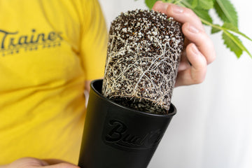 Close-up image of a person in a yellow BudPots shirt holding a black BudCups container, with a cannabis plant being lifted out to show its extensive white root system. The focus is on the dense network of roots against the dark soil background.