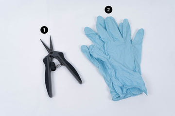 Cannabis trimming tools including fine-tip trimming scissors and blue disposable gloves for harvesting and manicuring buds.