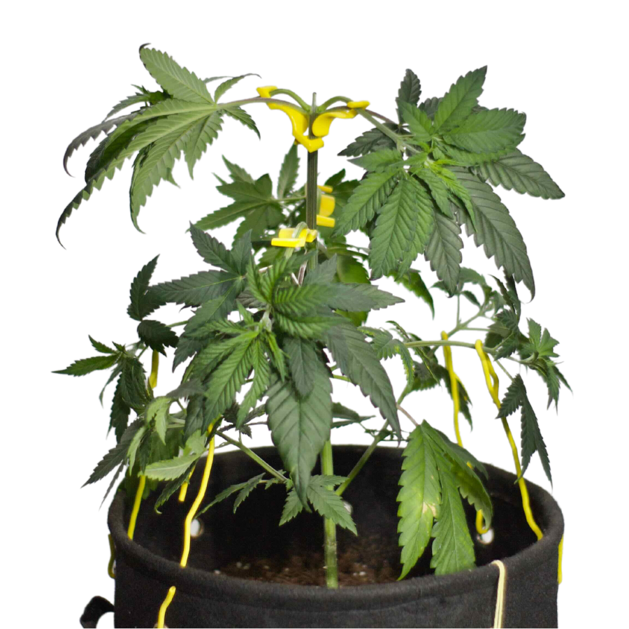 Cannabis plant in the veg stage trained with the budclips, budpots, and budhuggers form budtrainer