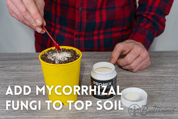 Adding mycorrhizal fungi to soil in a yellow BudCup to boost cannabis seedling root growth.
