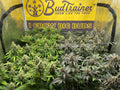Indoor cannabis garden with mature flowering plants under a BudTrainer banner inside a grow tent.