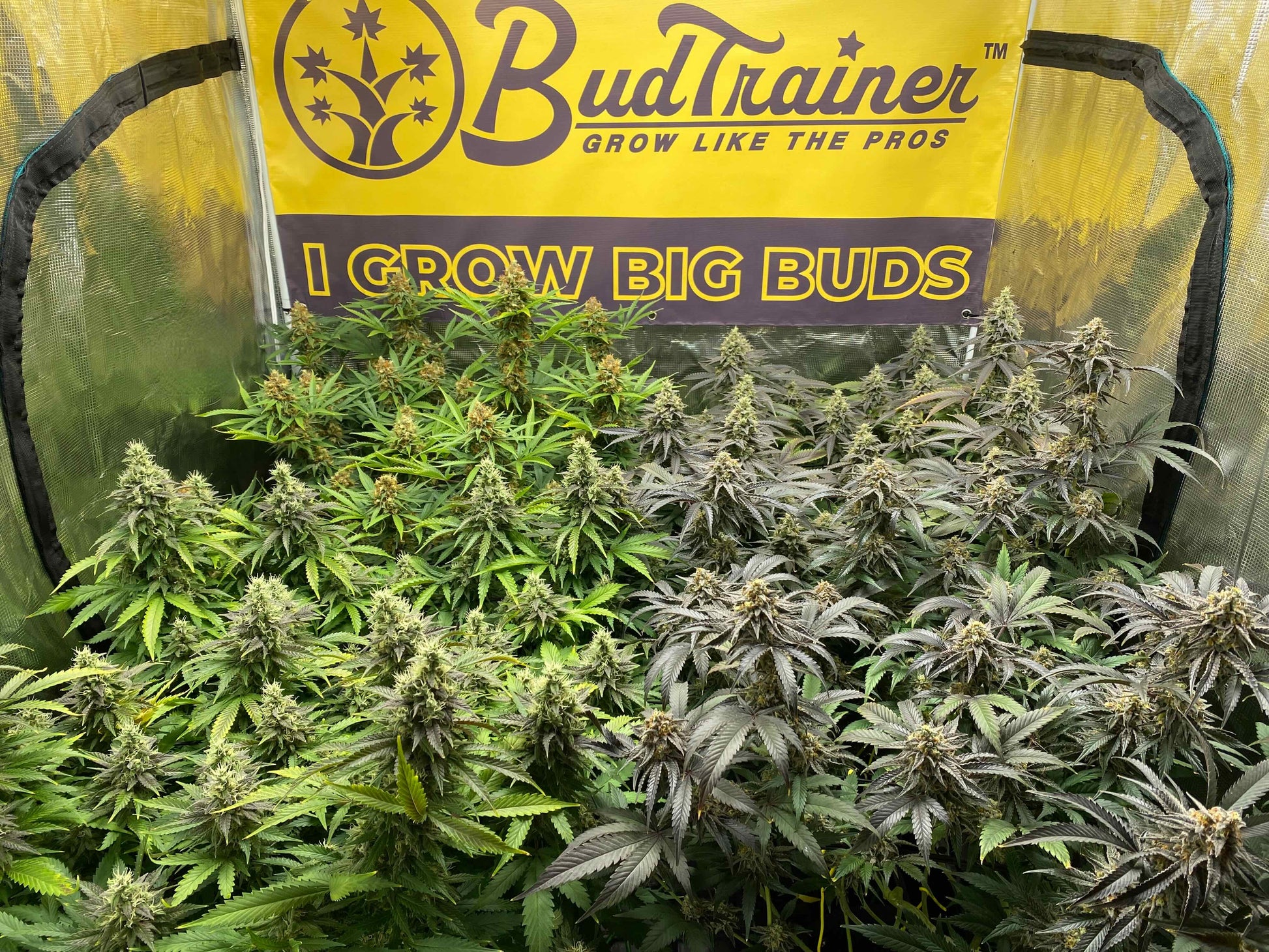 Indoor cannabis garden with mature flowering plants under a BudTrainer banner inside a grow tent.