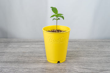 A small cannabis plant sprouting in a yellow pot labeled 'BudCup' filled with soil, placed on a grey wood-textured surface against a soft white background.