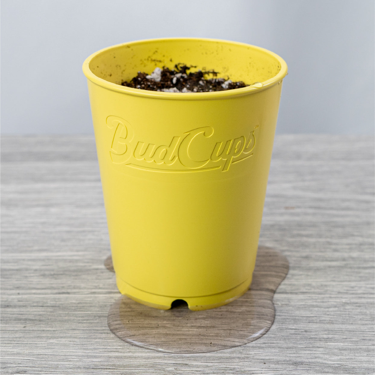 BudTrainer BudCups seed starter cup with soil showing drainage and water runoff for healthy cannabis seedlings.