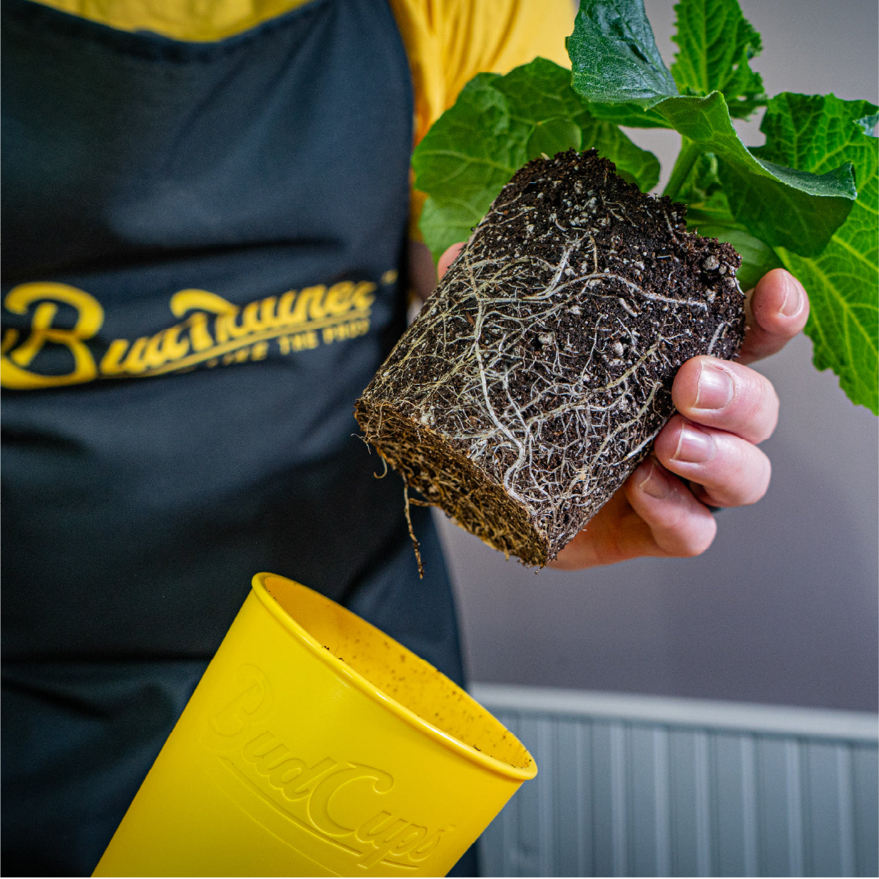 Gardener transplanting healthy cannabis seedling with strong roots from BudTrainer BudCups starter to larger pot.