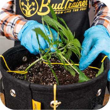 Cannabis plant being low-stress trained inside a BudTrainer BudPot fabric grow bag using BudHuggers ties.