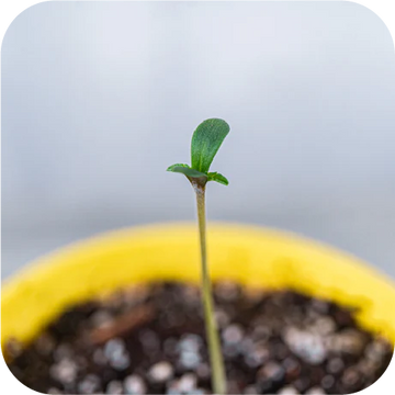 Cannabis seedling sprouting in soil inside a yellow BudTrainer BudCup.
