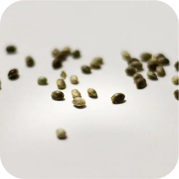 Close-up of cannabis seeds on a white background ready for home cultivation.