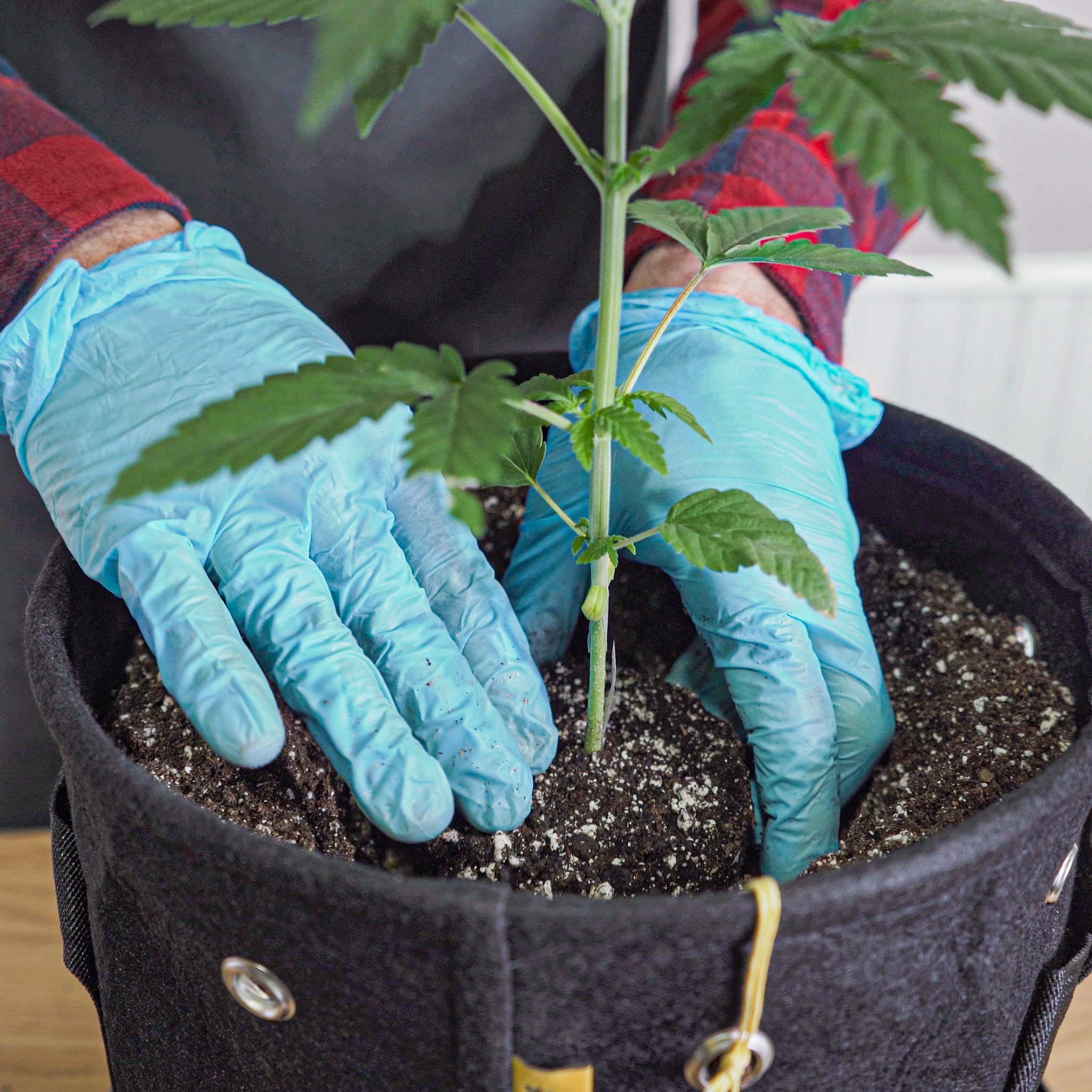 Image of a person wearing blue gloves and a plaid shirt, planting a young cannabis plant in a black BudPots fabric container. The person's hands are gently pressing the soil around the base of the plant to secure it, with a focus on the planting process. A yellow BudCups container is slightly visible in the background.