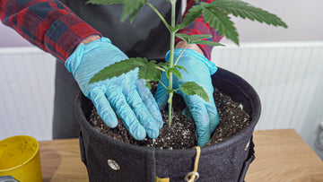 Image of a person wearing blue gloves and a plaid shirt, planting a young cannabis plant in a black BudPots fabric container. The person's hands are gently pressing the soil around the base of the plant to secure it, with a focus on the planting process. A yellow BudCups container is slightly visible in the background.