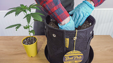Image showing a person in a plaid shirt and blue gloves planting a cannabis plant inside a black BudPots fabric container labeled '3 GAL' on a wooden table. A smaller yellow BudCups container with another young cannabis plant is placed to the left. The BudPots container features a tag with product information.