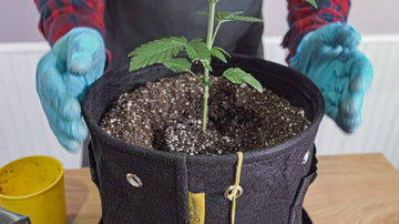 Image showing a person in a plaid shirt and blue gloves carefully positioning a young cannabis plant in the center of a black BudPots fabric container. The person's hands are spread wide as if demonstrating the placement of the plant. The pot is filled with soil speckled with white, indicating a mixture with perlite.