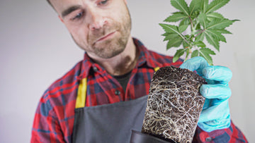 Image of a man in a plaid shirt and blue gloves examining the root system of a young cannabis plant held outside of its container. The plant has a dense network of white roots visible against the dark soil, and the man is looking closely, evaluating the health of the roots.