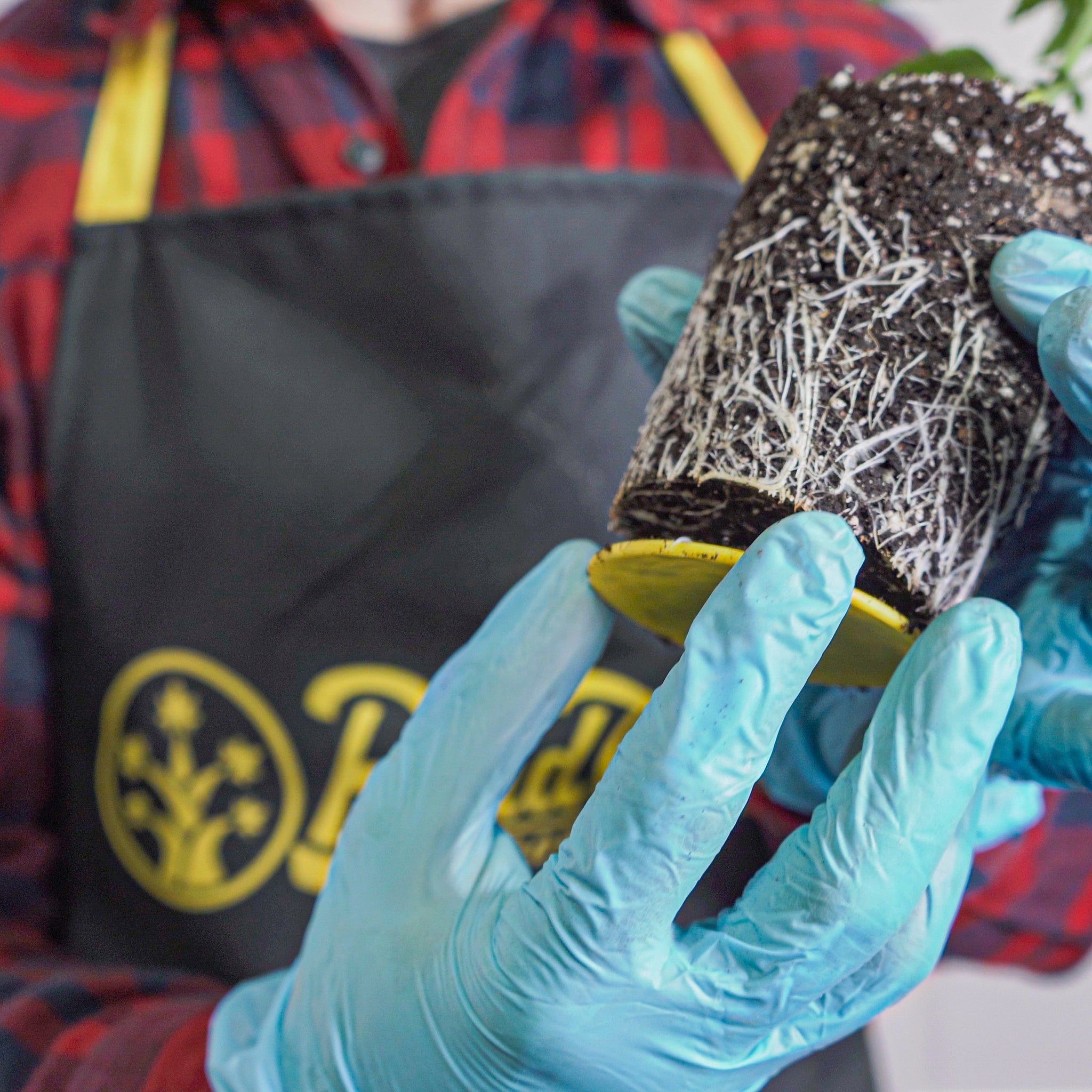 Image showing a person in a plaid shirt and blue gloves carefully holding a young cannabis plant removed from a BudCups container. The plant's extensive white root system is visible against the dark soil, highlighted as the person examines it against the backdrop of a BudPots apron with a prominent logo.
