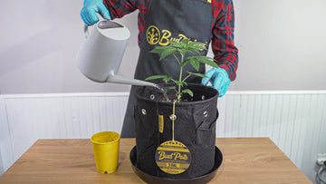 Image showing a person in a plaid shirt and blue gloves watering a young cannabis plant in a black BudPots fabric container using a gray watering can. The person is also wearing a BudPots apron with a prominent logo. A yellow BudCups container is visible on the wooden table in the background.