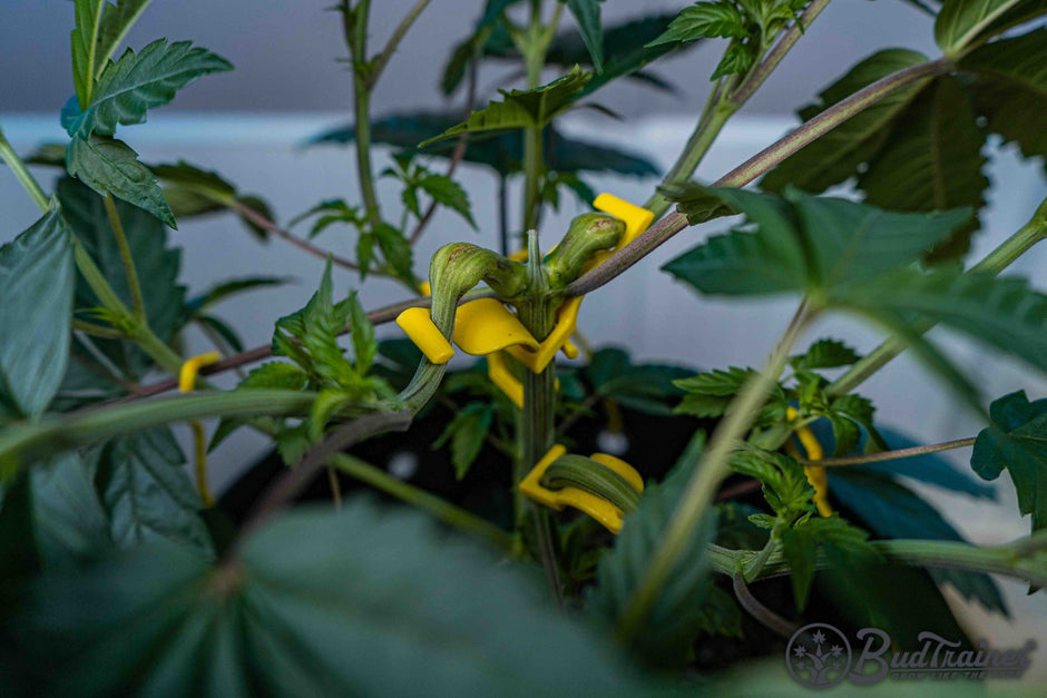 Essential Tips for Pruning Cannabis Plants Like a Pro